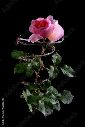 Pink rose entwined with barbed wire on a black background.