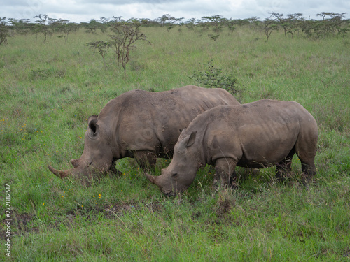 Rhino is Nairobi National Park  Kenya
