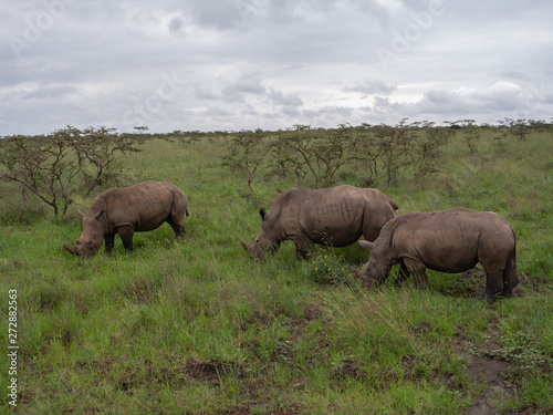 Rhino is Nairobi National Park  Kenya