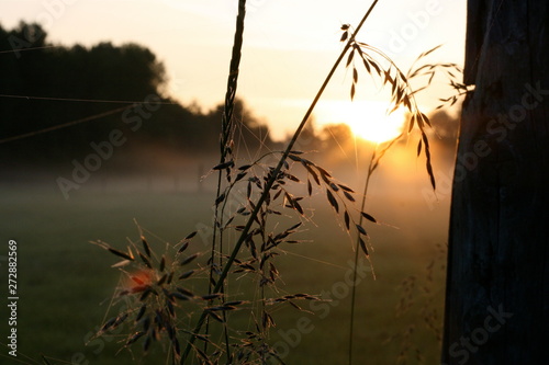 Sunrise amongst the plants