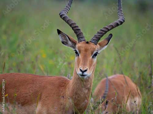 Fototapeta Naklejka Na Ścianę i Meble -  Impala in Nairobi National Park, Kenya