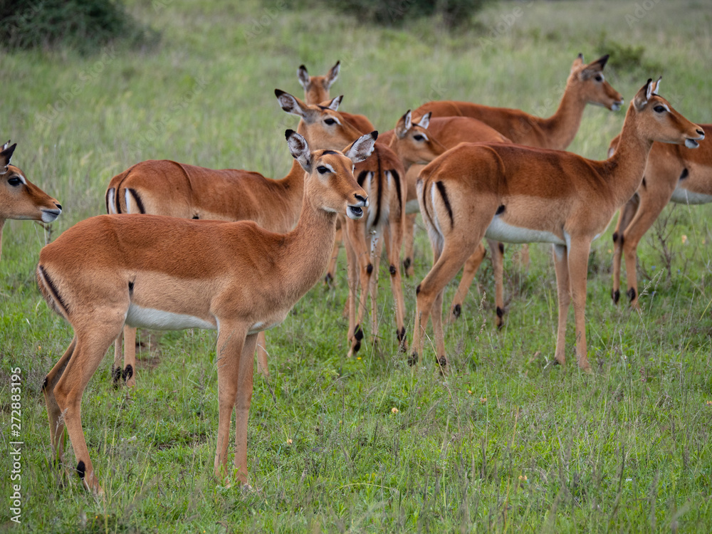 Impala in Nairobi National Park, Kenya Impala in Nairobi National Park, Kenya