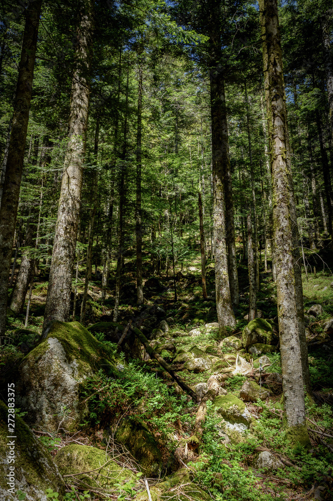 Calm and mystical forest