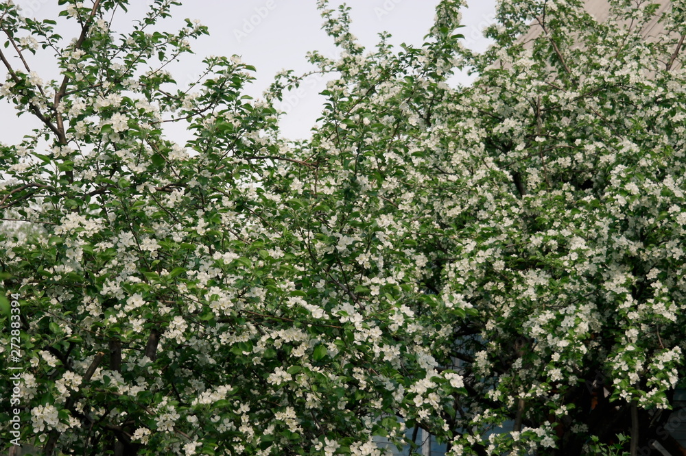 spring bloom. Blooming Apple tree.