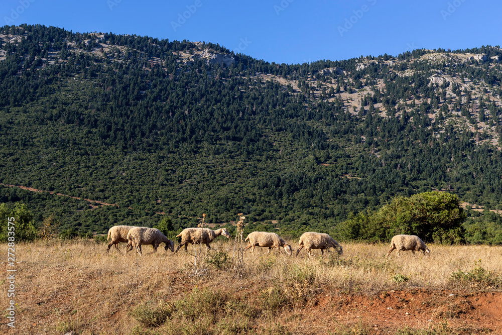 Herd of sheep grazing on a mountain meadow
