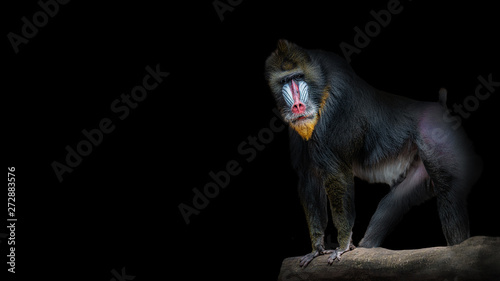 Portret wielkiej, kolorowej i ciekawej afrykańskiej mandryli, samca alfa na czarnym tle