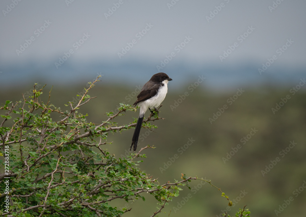 Fiscal Shrike, Long-Tail Fiscal Shrike (Lanius cabanisi), Nairobi National Park Fiscal Shrike, Long-Tail Fiscal Shrike (Lanius cabanisi), Nairobi National Park