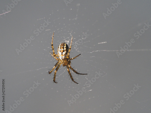 The spider sits in the center of its web. Photo close-up of a predatory insect at the time of hunting. Expecting a victim to prey. The world of wildlife is near us.