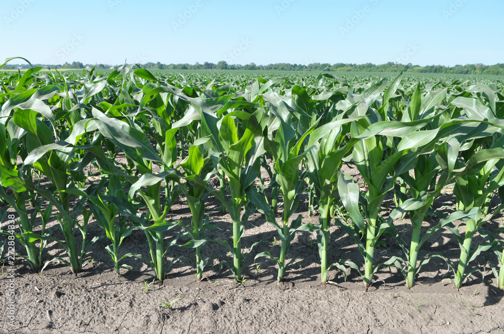 Naklejka premium Young corn using herbicides is protected from weeds