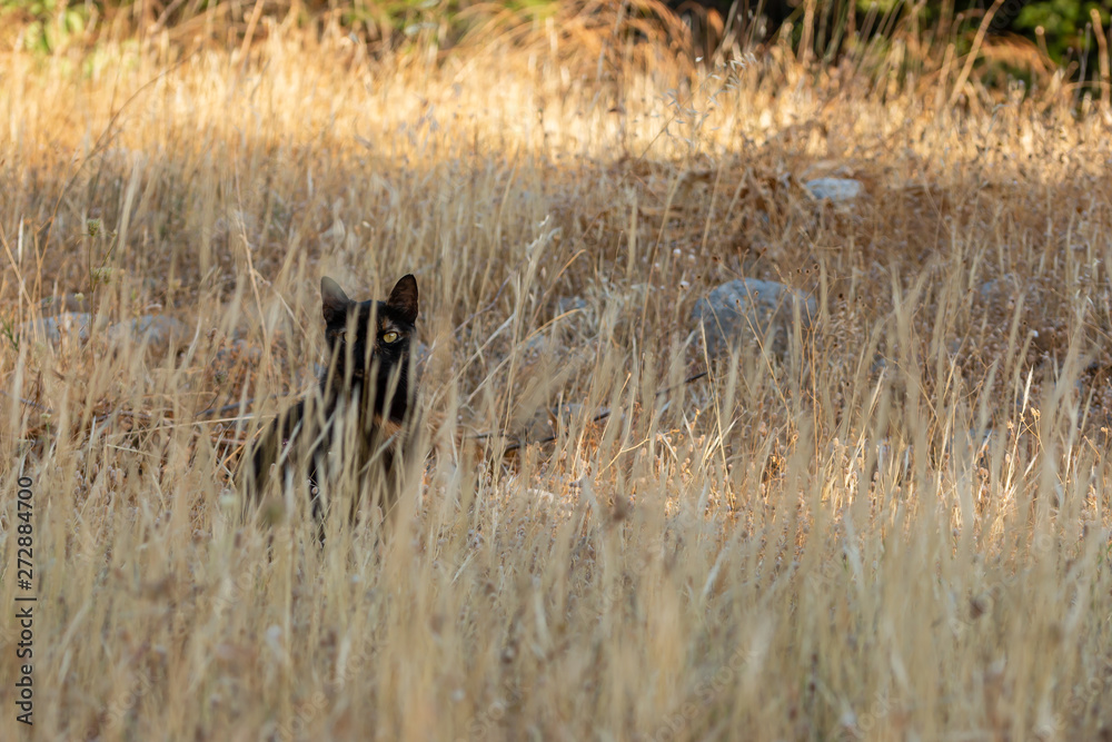 black domestic cat sitting in dried plants.