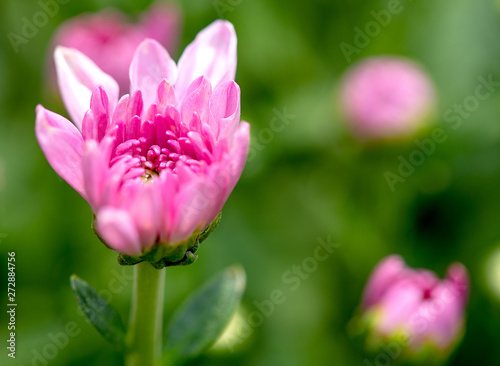 One type of pink chrysanthemum flowers or Thai name call Mam Chompoo and also show part of leaves with stalk on green background