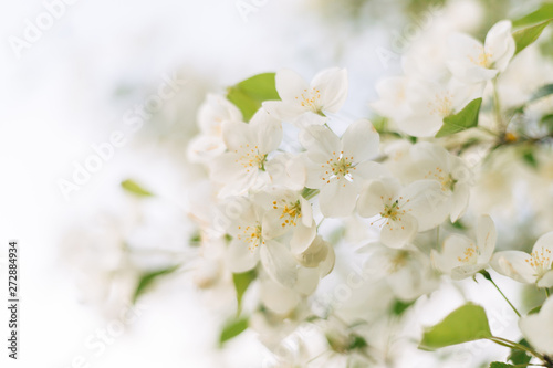 A blooming apple tree with beautiful delicate white flowers against a bright sky.