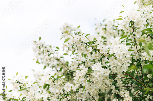 A blooming apple tree with beautiful delicate white flowers against a bright sky.