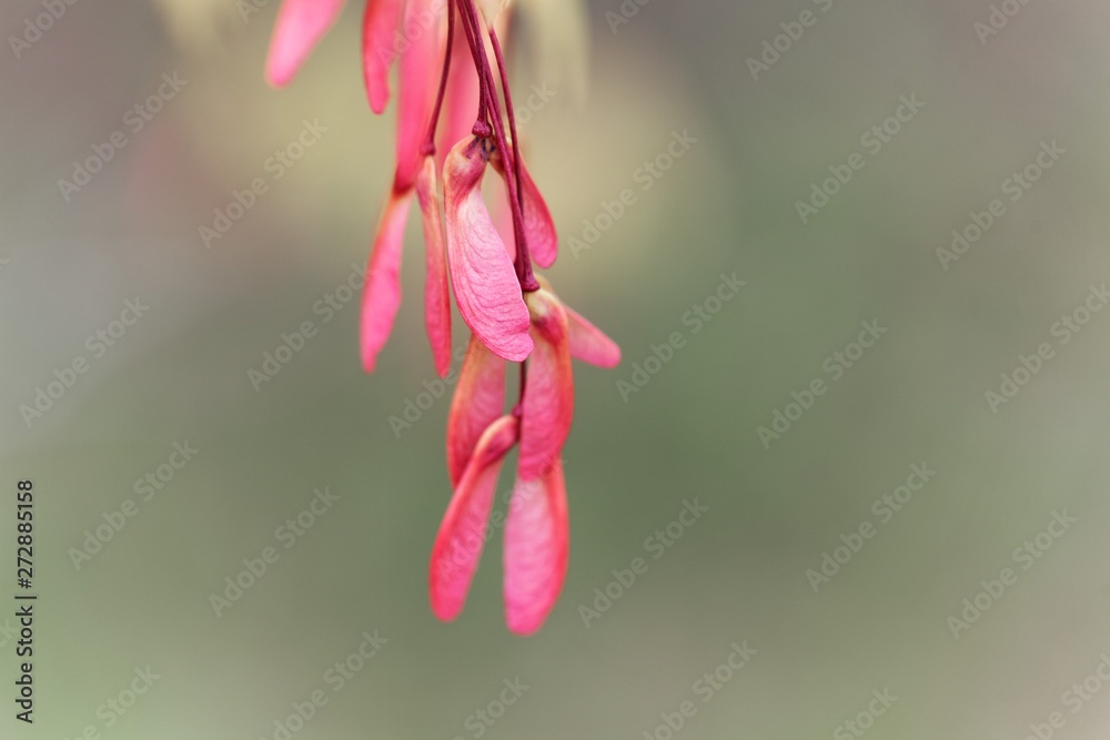 custom made wallpaper toronto digitalSamara of a red maple, Acer rubrum.