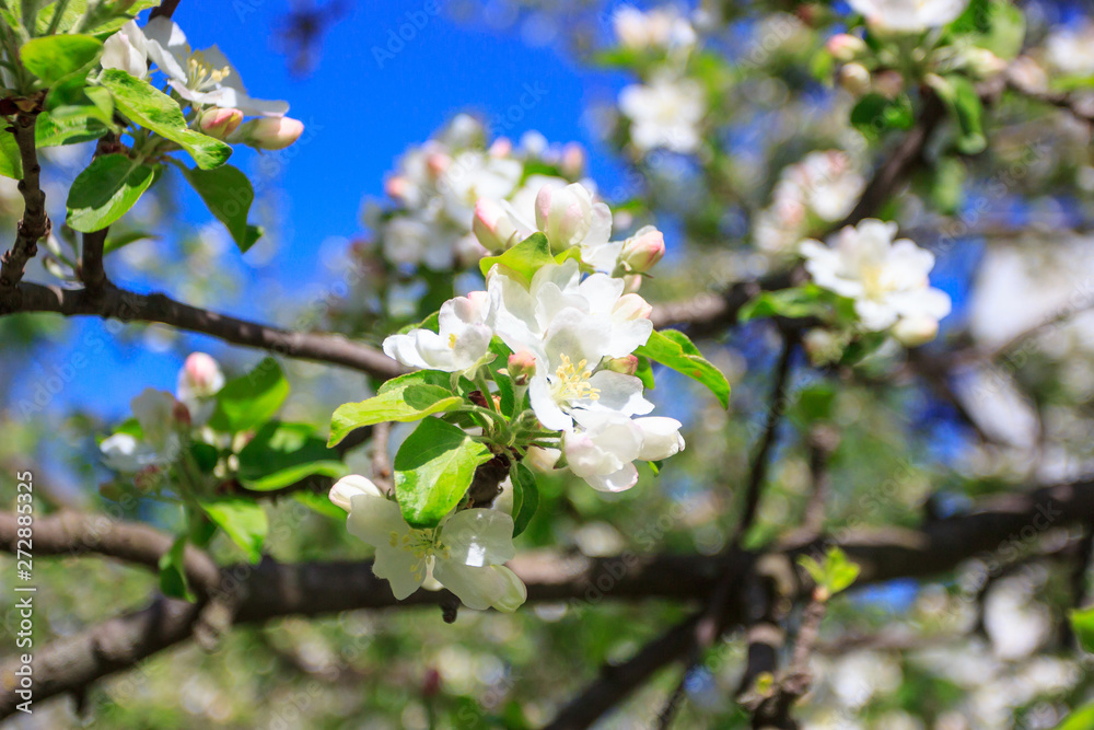 A branch of Apple tree with blossom blurred background A branch of Apple tree with blossom blurred background