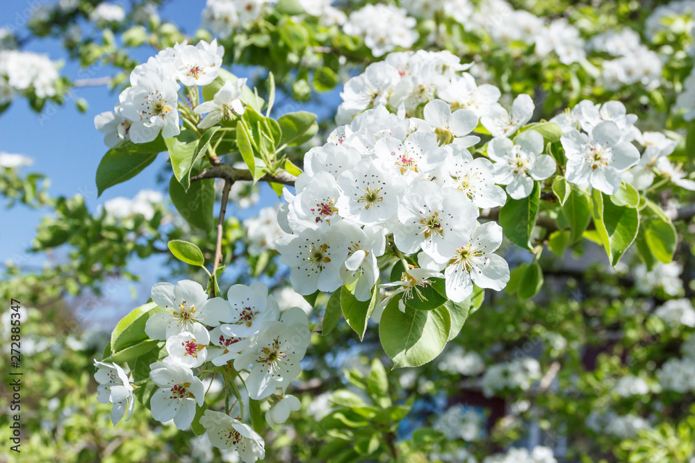 A branch of pear tree with blossom, blurred background