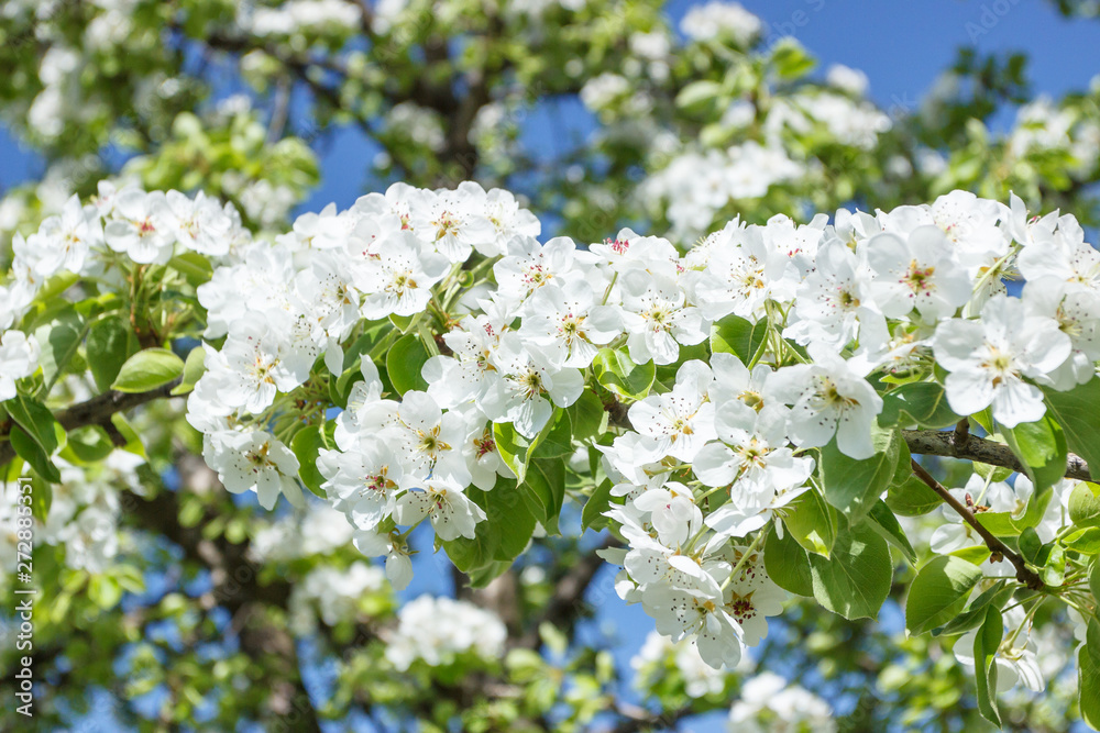 A branch of pear tree with blossom, blurred background A branch of pear tree with blossom, blurred background