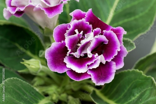 Pink and white flower of a Gloxinia photo