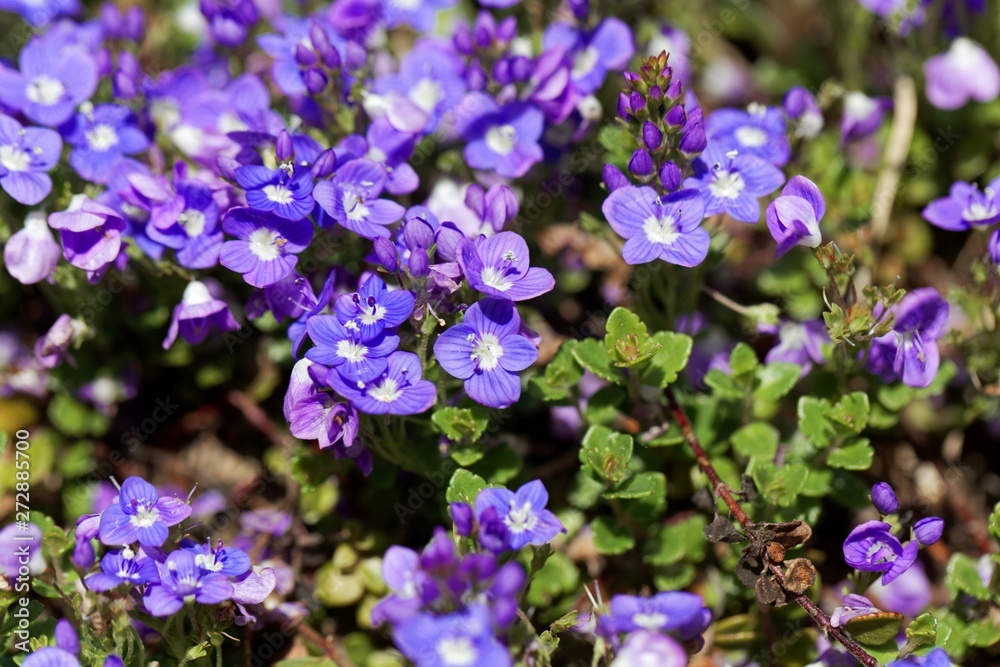 Turkish speedwell, Veronica liwanensis Turkish speedwell, Veronica liwanensis