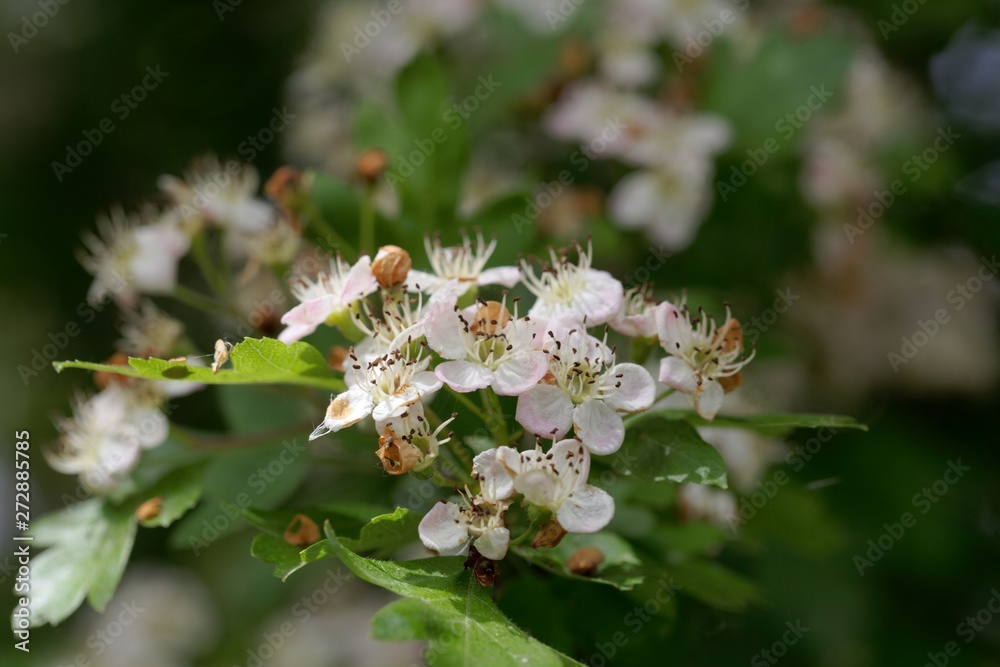 Flowers of a common hawthorn, Crataegus monogyna . Flowers of a common hawthorn, Crataegus monogyna .