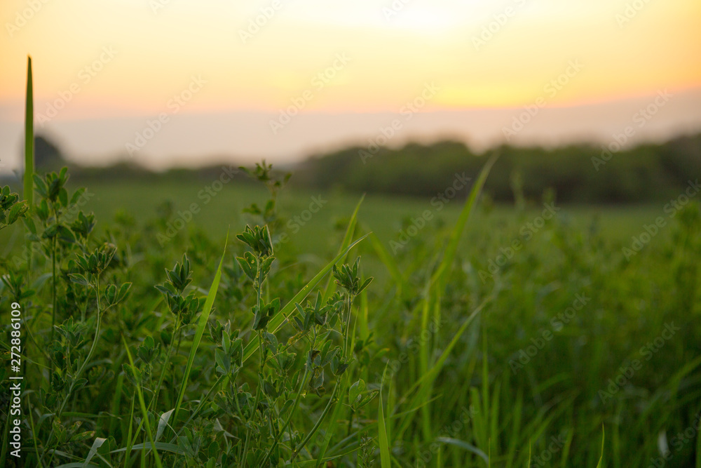 Grass field landscape at sunrise. Nature background