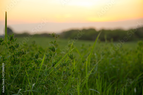 Grass field landscape at sunrise. Nature background