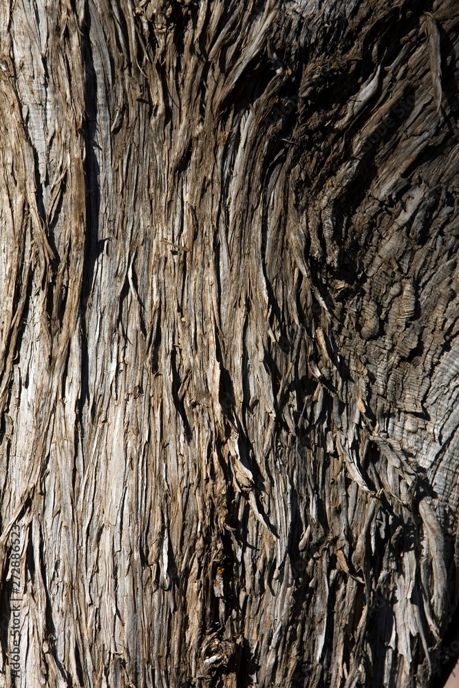 Obraz premium bark of a tree