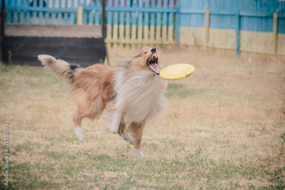 Dog frisbee sport competition