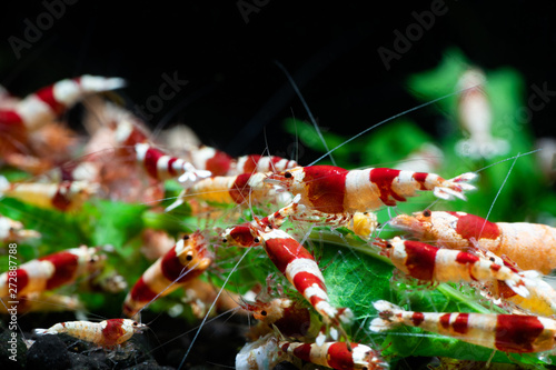 Caridina cantonesis crystal red shrimp eating pets hobby  photo
