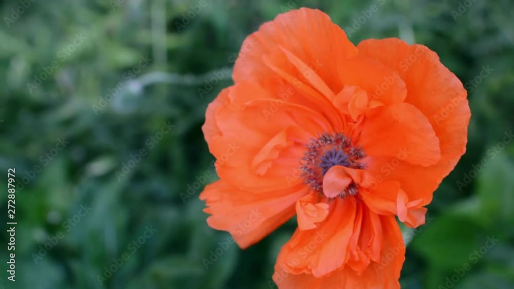 Red poppies in the front garden Red poppies in the front garden