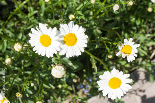 white flowers of field chamomile against green grass on a bright Sunny day