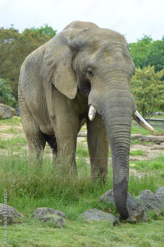 monsieur l'éléphant