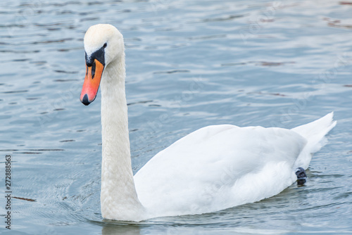 Swan swimming on the lake