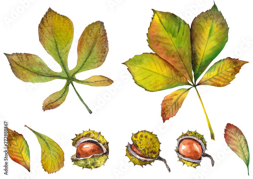 Autumn set with chestnuts and leaves. Watercolor illustration on white background. photo