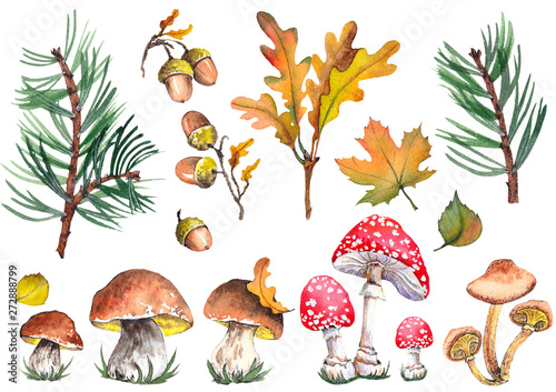 Forest set with fly agaric mushroom, toadstool, boletus mushrooms, acorns, oak and maple leaves. Watercolor on white background. Isolated elements for design.