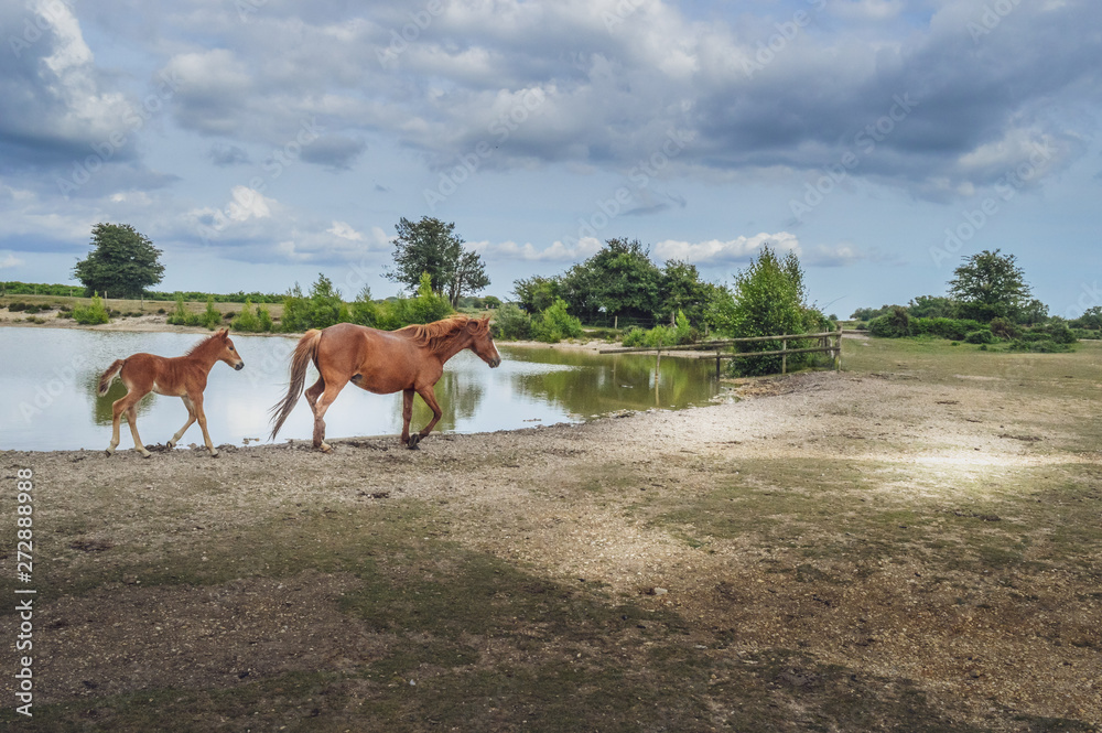 Obraz premium New Forest Pony And Foal By The Lake