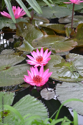 lotus fuchsia