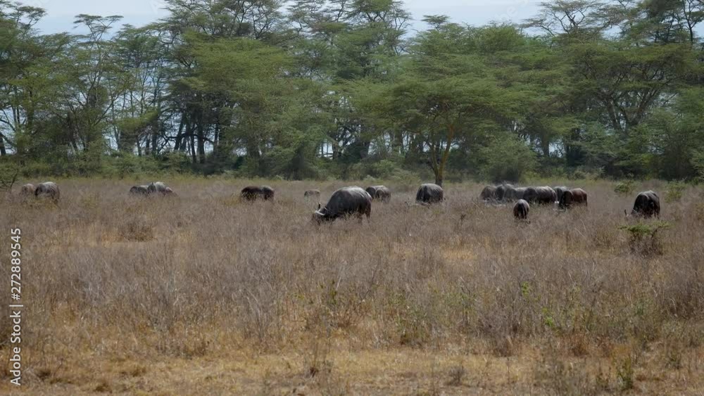 Big Herd Of Buffalo Graze In The Grassland In The African Wild Near The Bushes Big Herd Of Buffalo Graze In The Grassland In The African Wild Near The Bushes