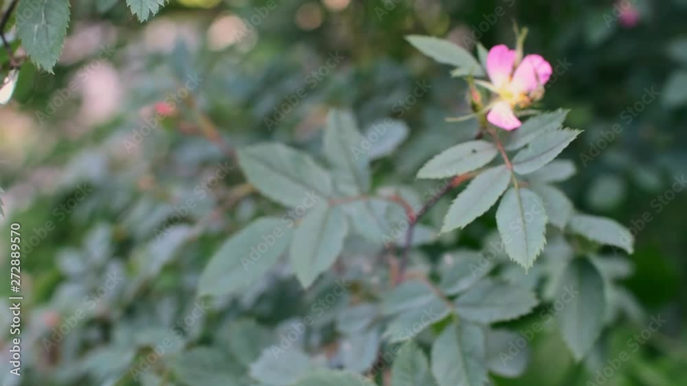 Pink flowers of Red-Leafed Rose / Blaue Hechtrose (Rosa glauca) Pink flowers of Red-Leafed Rose / Blaue Hechtrose (Rosa glauca)