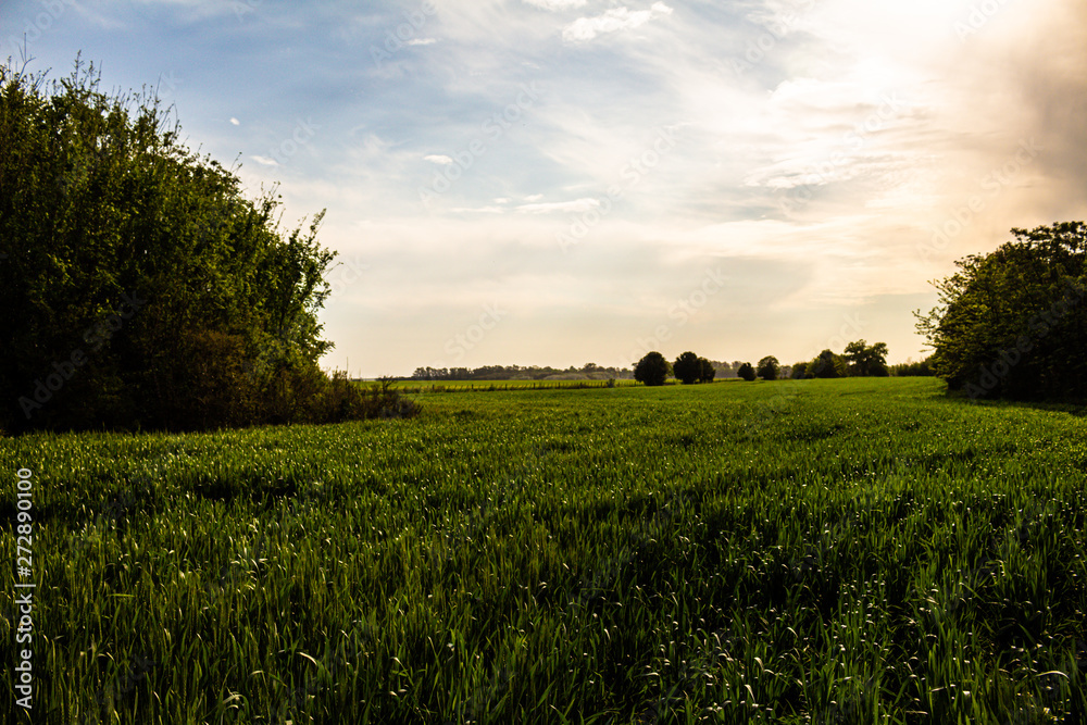 Countryside landscape with plantation with green leaves. Concept of serenity Grass grown out of the city. Countryside landscape with plantation with green leaves. Concept of serenity Grass grown out of the city.