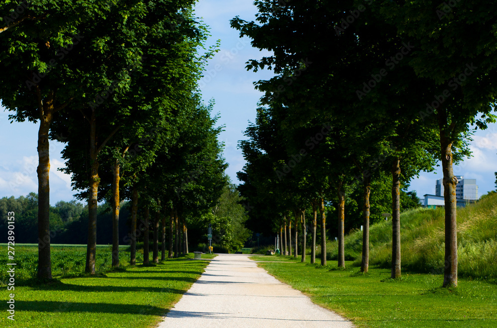 Obraz premium die grüne allee im sonnenschein am spätnachmittag
