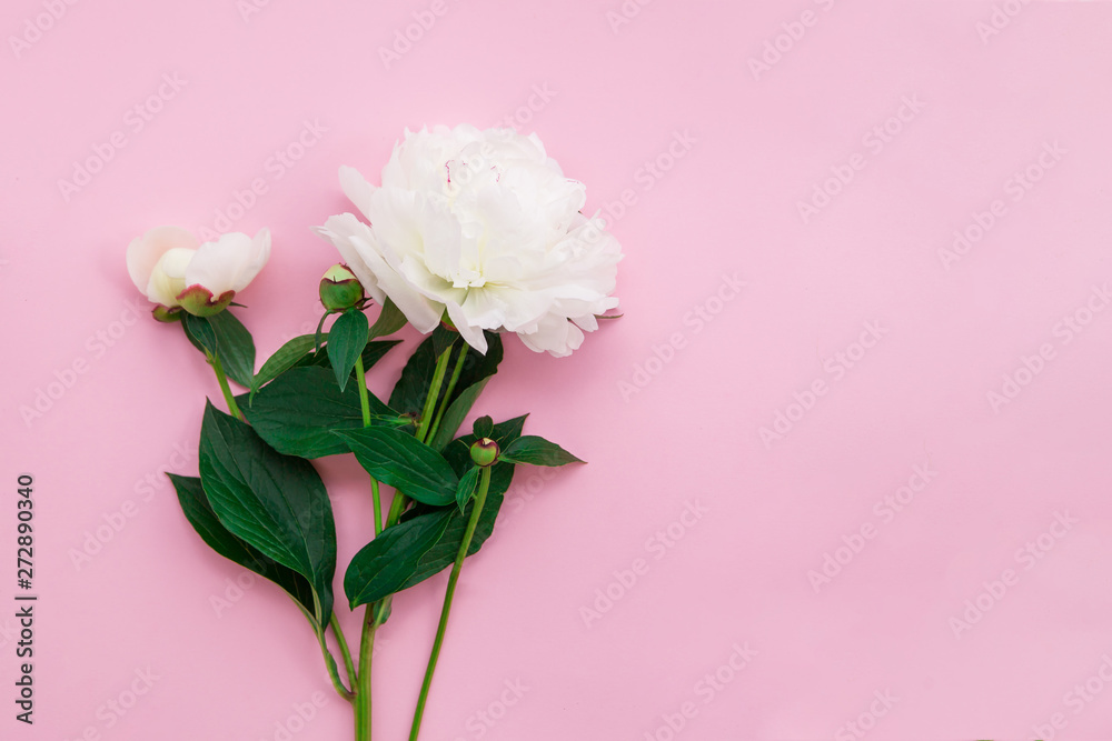 White peony flower on pink background. Young fresh plant with place for your text