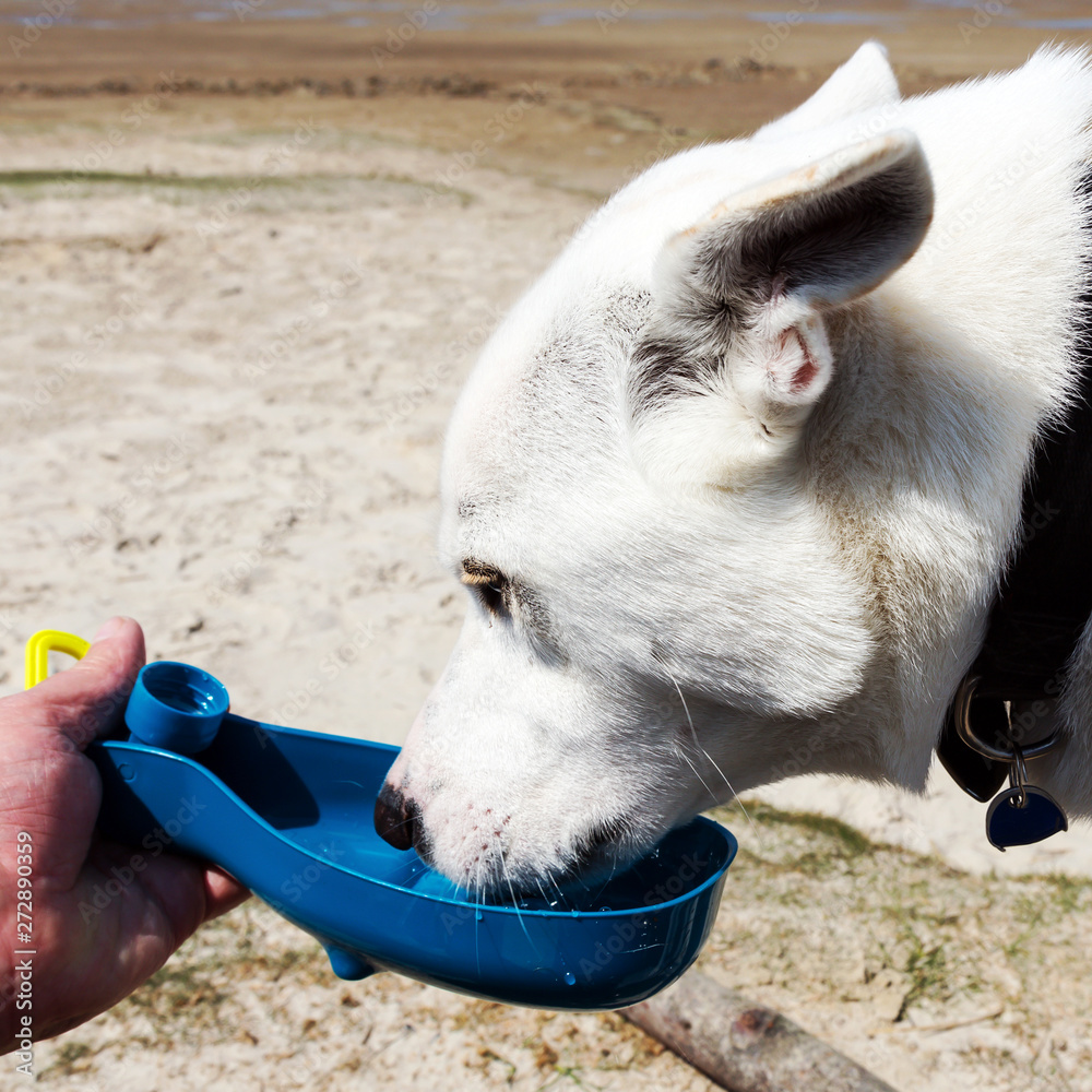 durstiger Hund bekommt am Strand Wasser in einem Napf Stock-Foto | Adobe  Stock