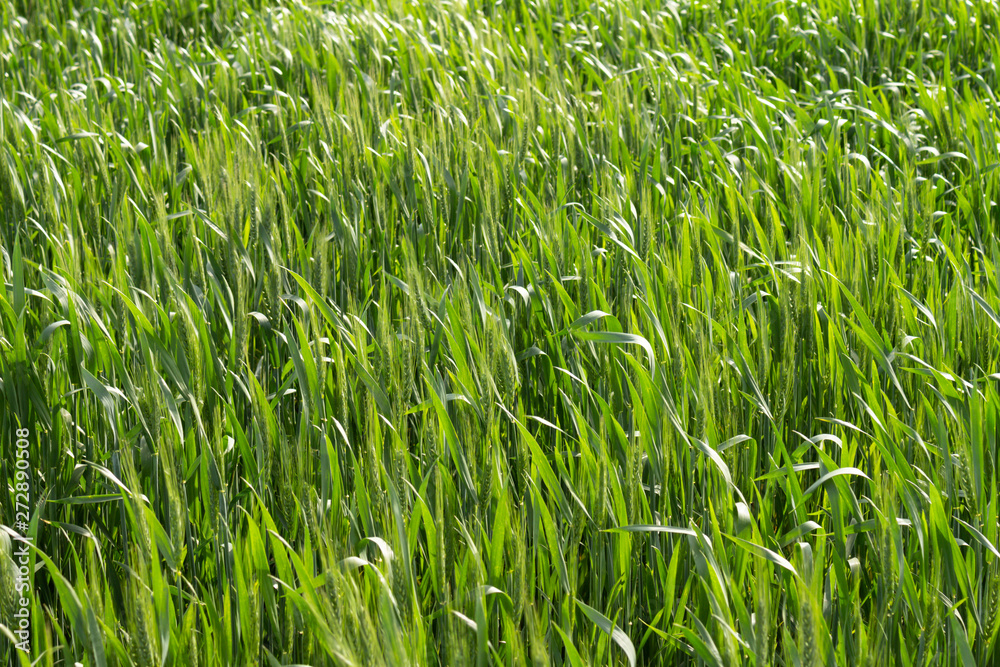 Countryside landscape with plantation with green leaves. Concept of serenity Grass grown out of the city. Countryside landscape with plantation with green leaves. Concept of serenity Grass grown out of the city.