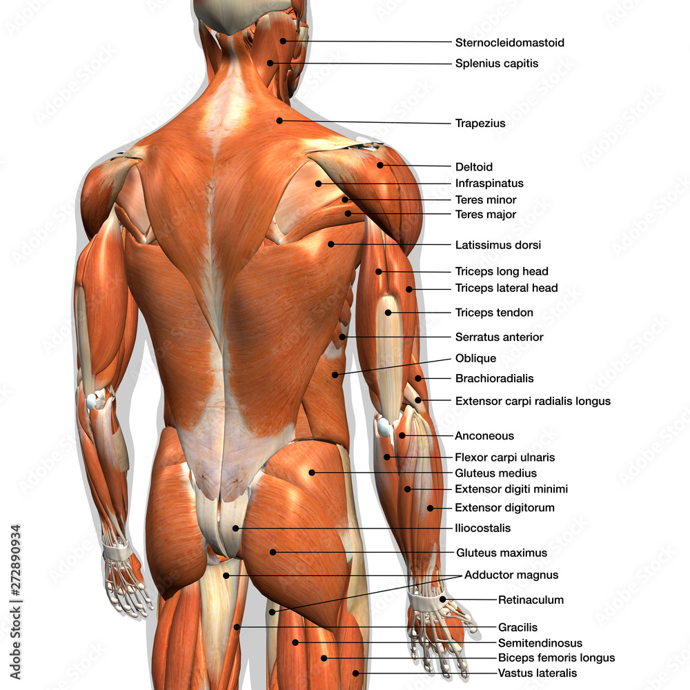 Labeled Anatomy Chart of Male Back Muscles on White Background. Stock  Illustration