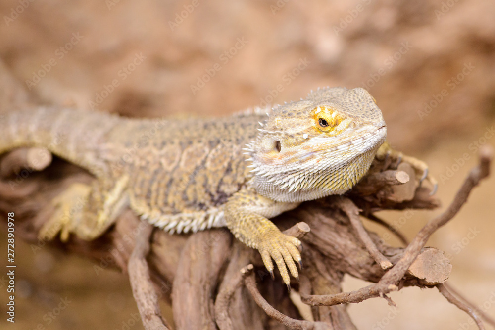 The bearded dragon, Pogona Vitticeps is resting on a dry tree branch The bearded dragon, Pogona Vitticeps is resting on a dry tree branch