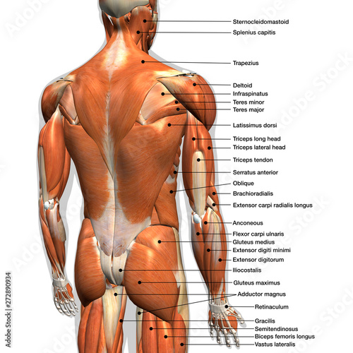 Canvas Print Labeled Anatomy Chart of Male Back Muscles on White Background.