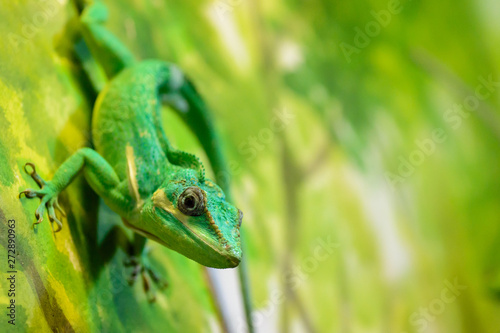 A Knight anole, Anolis equestris clings to the green background of the terrarium.