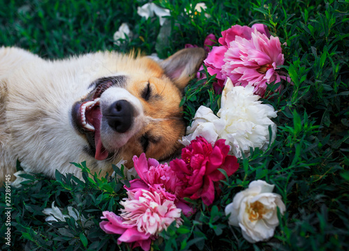 puppy dog ​​corgi lies on a natural green meadow surrounded by lush grass and...