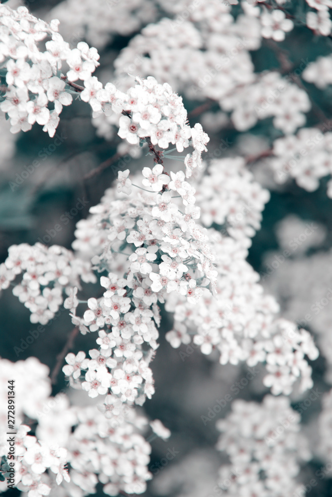 little white spring flowers background